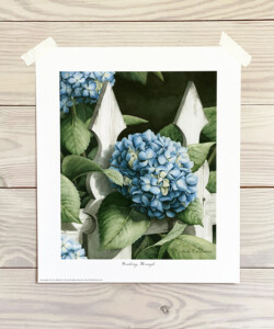 Blue hydrangea in front of a white picket fence