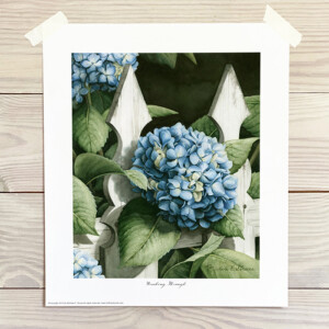 Blue hydrangea in front of a white picket fence