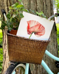 A bicycle basket with a watercolor art print of a peach poppy flower