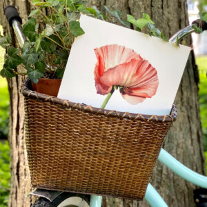 A bicycle basket with a watercolor art print of a peach poppy flower
